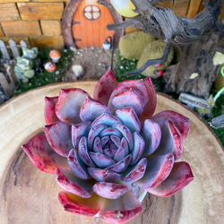 新品種高級苗】超人気 ストロベリーアーモンド 多肉植物 多肉 新品種高級苗】超人気 ストロベリーアーモンド 多肉植物 多肉