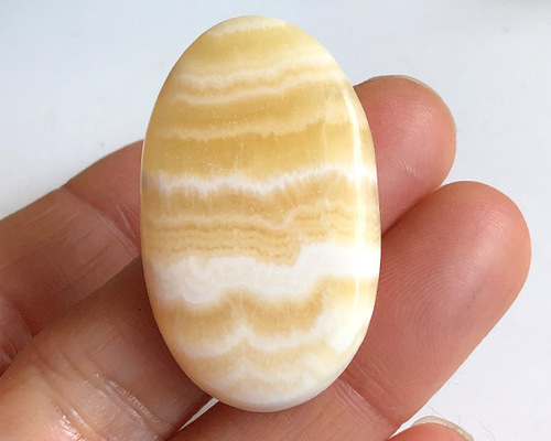 綴化(石化) ？ yellow moon スポア株 イエロームーン P.willinckii cv. Yellow Moon (Pup) 【artPLANTs】ビカクシダ