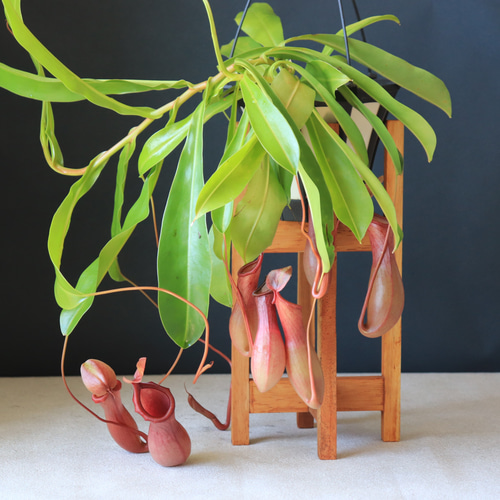 希少品種 観葉植物 食虫植物：ウツボカズラ ネペンテス