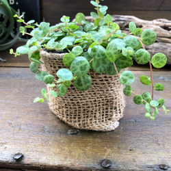 希少♡タートル♡ペペロミア♡観葉植物♡インテリア 4枚目の画像