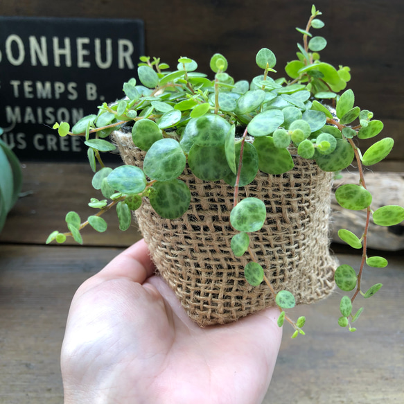 希少♡タートル♡ペペロミア♡観葉植物♡インテリア 17枚目の画像