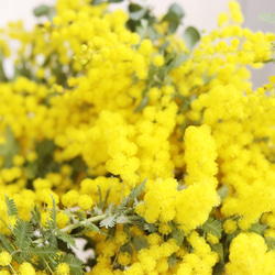 春を感じるふわふわ♪ミモザとユーカリの花束 5枚目の画像