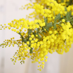 春を感じるふわふわ♪ミモザとユーカリの花束 4枚目の画像