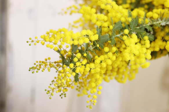 春を感じるふわふわ♪ミモザとユーカリの花束 4枚目の画像