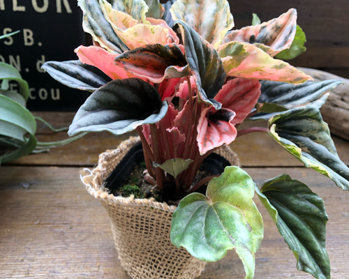 3cfe4c47566eaf16bd9e8ea2fdd00b