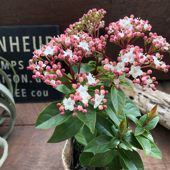 長く楽しめる♡ビバーナム♡蕾→花→実♡観葉植物♡ガーデニング♡インテリア♡ 2枚目の画像