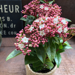 長く楽しめる♡ビバーナム♡蕾→花→実♡観葉植物♡ガーデニング♡インテリア♡ 8枚目の画像