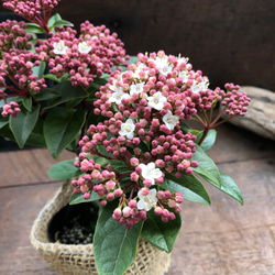 長く楽しめる♡ビバーナム♡蕾→花→実♡観葉植物♡ガーデニング♡インテリア♡ 17枚目の画像