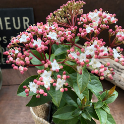 長く楽しめる♡ビバーナム♡蕾→花→実♡観葉植物♡ガーデニング♡インテリア♡ 7枚目の画像