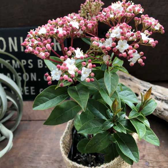 長く楽しめる♡ビバーナム♡蕾→花→実♡観葉植物♡ガーデニング♡インテリア♡ 10枚目の画像