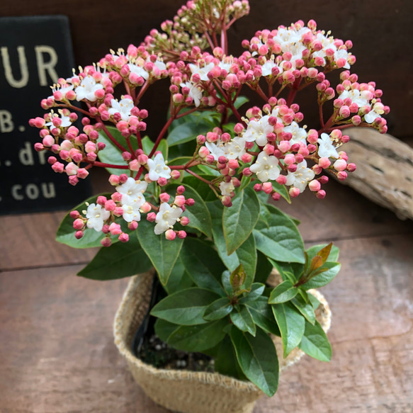 長く楽しめる♡ビバーナム♡蕾→花→実♡観葉植物♡ガーデニング♡インテリア♡ 18枚目の画像