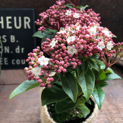 長く楽しめる♡ビバーナム♡蕾→花→実♡観葉植物♡ガーデニング♡インテリア♡ 3枚目の画像