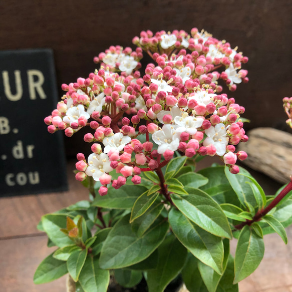 長く楽しめる♡ビバーナム♡蕾→花→実♡観葉植物♡ガーデニング♡インテリア♡ 4枚目の画像