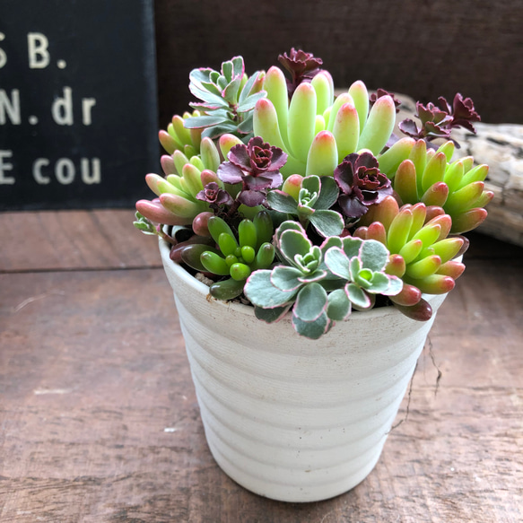 白鉢♡セダム寄せ植え♡多肉植物♡紅葉♡ガーデニング 4枚目の画像