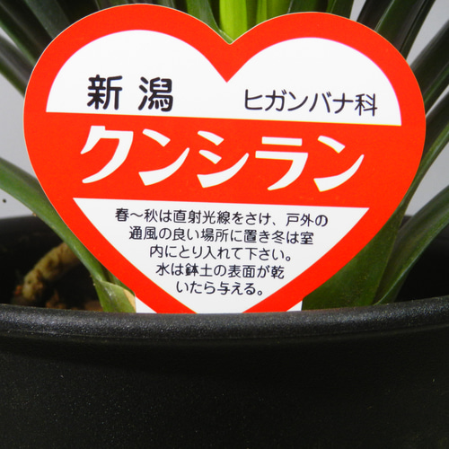 ☆ENGEI ichioki☆君子蘭・ダルマ系・5号鉢07◇オレンジ色花です ☆ENGEI ichioki☆君子蘭・ダルマ系・5号鉢07◇オレンジ色花です