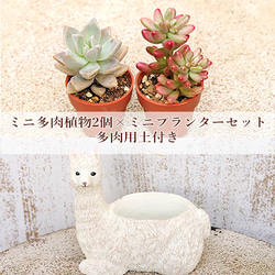 多肉植物寄せ植えセット のおすすめ人気通販 検索結果｜Creema