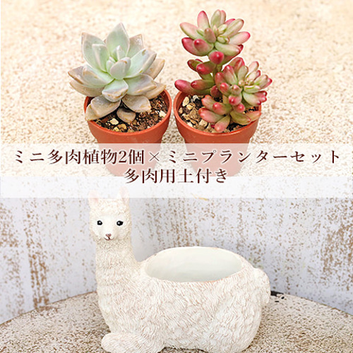 多肉植物2個×ミニプランター サスワール アルパカポット セット 培養土 