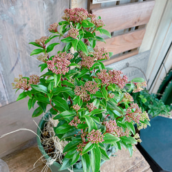 再販♡【ビバーナム入り寄せ植え】素敵なガーデン♡お花が咲き実になり長く楽しめます！！グリーン器 2枚目の画像