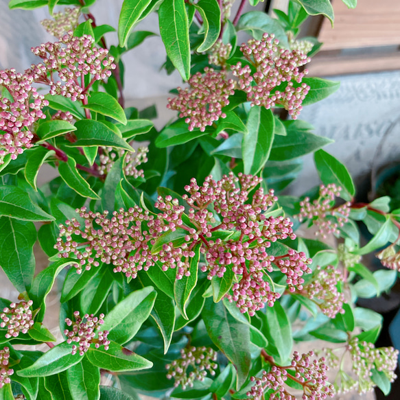 再販♡【ビバーナム入り寄せ植え】素敵なガーデン♡お花が咲き実になり長く楽しめます！！グリーン器 10枚目の画像