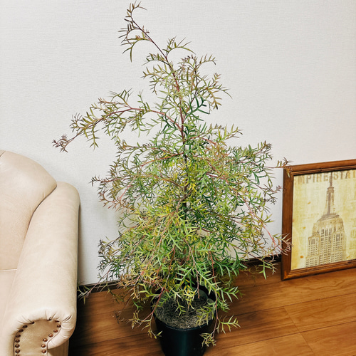 現品］2番 グレビレア ブロンズランバー 8号 観葉植物 大型 屋外