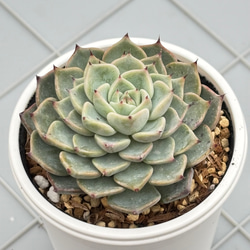 プルビナータ フロスティ 綴化 多肉植物 多肉植物 kanomarihome 通販