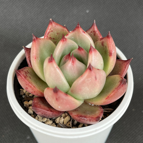 ミックスベリア6セット ロメオ×ざわわセット同梱 おらいさん ロメオ