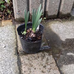 例えようがない程豪華【アイスキング⠀苗】植え遅れた方へ 画像の苗 1点のみ 2枚目の画像