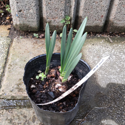 例えようがない程豪華【アイスキング⠀苗】植え遅れた方へ 画像の苗 1点のみ 4枚目の画像