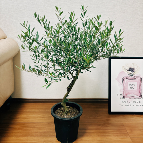 現品］2番 創樹 オリーブ ネバディロブランコ 7号 観葉植物 屋外  