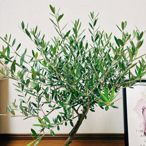 現品］2番 創樹 オリーブ ネバディロブランコ 7号 観葉植物 屋外