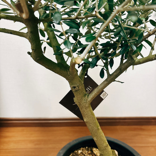 souju 創樹 オリーブの木 ネバディロブランコ 鉢植えT 苗 極太