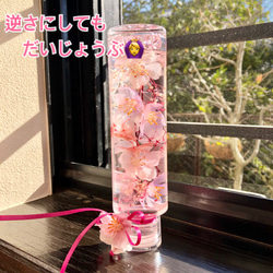 桜ハーバリウム　円柱瓶 Mサイズ 7枚目の画像