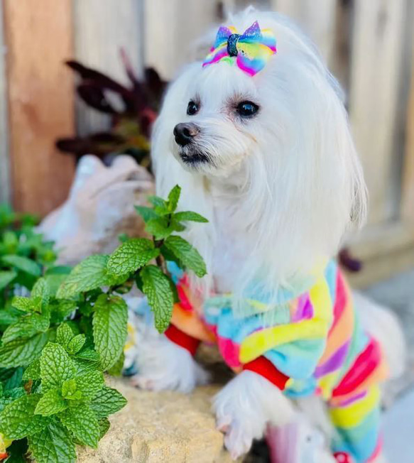 ペット冬服　犬セーター 耳保護 厚手 柔らかい 虹色 猫服 秋冬 防寒保温 散歩服 マルチカラー cht-1088 4枚目の画像