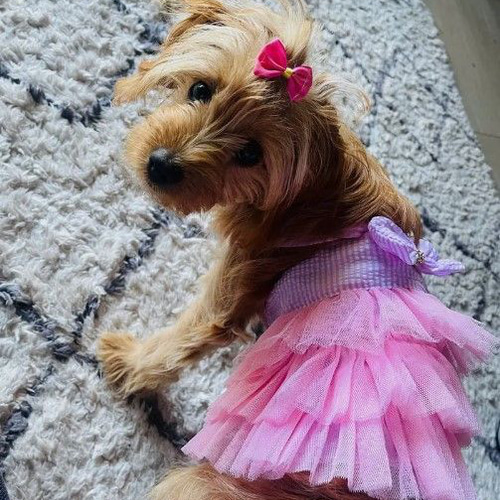 犬用服 犬ドレス おしゃれ 可愛い ペット服 夏の犬服 春の犬服