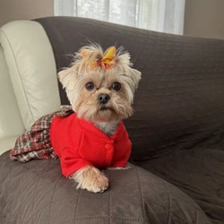 ペット服 小型犬用ドレス リードリング付き 秋冬用 暖かい かわいい 赤 格子柄 クリスマス風 cht-1092 6枚目の画像