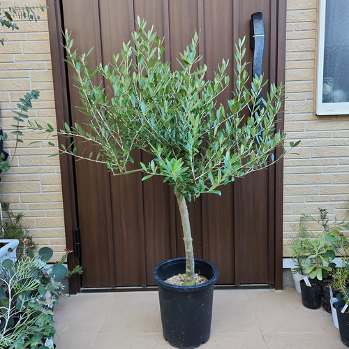 極太 オリーブの木 ネバティロブランコ Nevadillo blanco ネバディロ