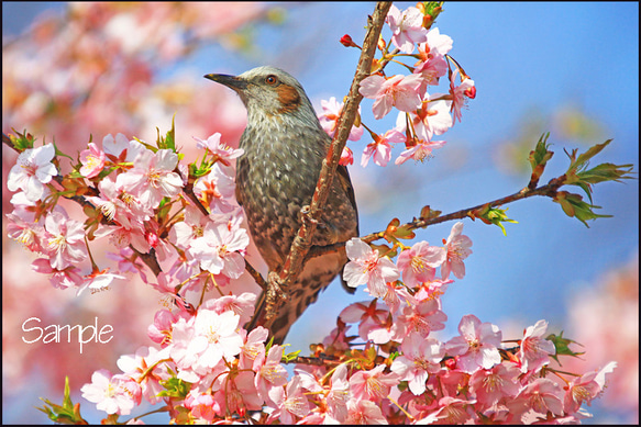 川津さくらにヒヨドリ 1枚目の画像