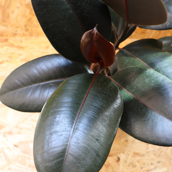 【現物】観葉植物 ゴムの木 フィカス バーガンディ クロゴム 5号 4枚目の画像