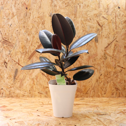 【現物】観葉植物 ゴムの木 フィカス バーガンディ クロゴム 5号 1枚目の画像