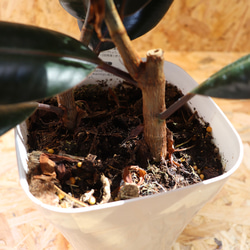 【現物】観葉植物 ゴムの木 フィカス バーガンディ クロゴム 5号 6枚目の画像