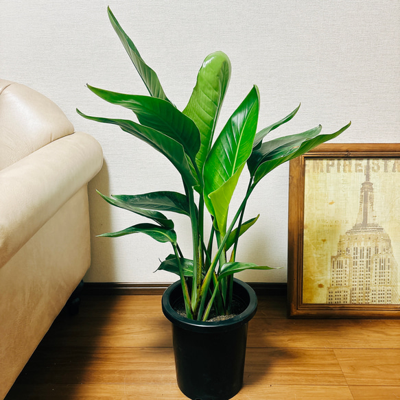 ［現品］97番　ストレリチアニコライ　オーガスタ　8号　観葉植物　大型　室内 観葉植物 本物 ストレリチア オーガスタ 8号鉢 大型 室内用