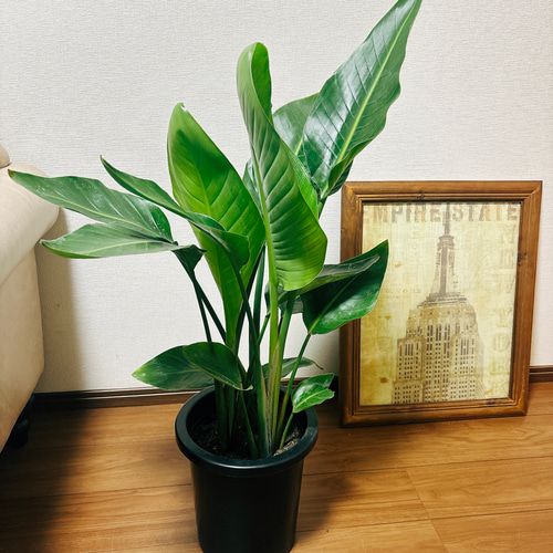 ［現品］97番　ストレリチアニコライ　オーガスタ　8号　観葉植物　大型　室内 現品］B ストレリチアニコライ オーガスタ 8号 観葉植物 室内