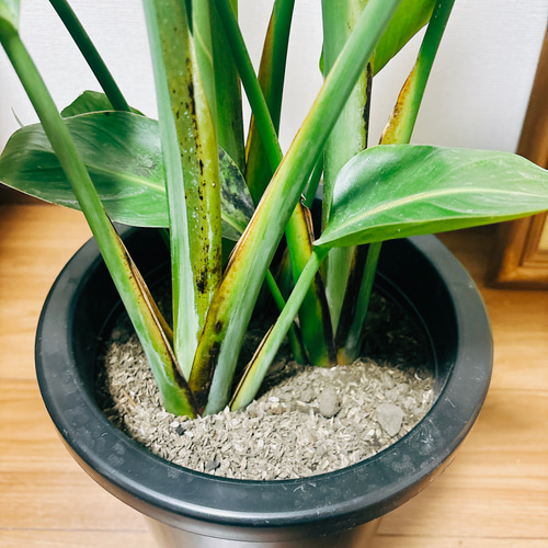 ［現品］97番　ストレリチアニコライ　オーガスタ　8号　観葉植物　大型　室内 観葉植物 本物 ストレリチア オーガスタ 8号鉢 大型 室内用