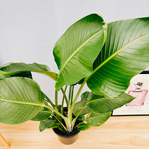 現品］C ストレリチアニコライ オーガスタ 8号 観葉植物 室内