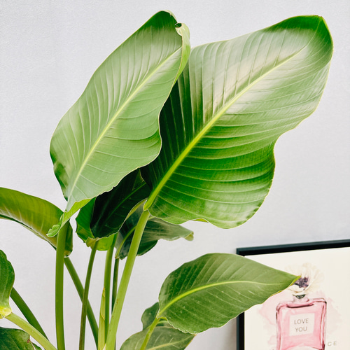 ［現品］97番　ストレリチアニコライ　オーガスタ　8号　観葉植物　大型　室内 観葉植物 本物 ストレリチア オーガスタ 8号鉢 大型 室内用