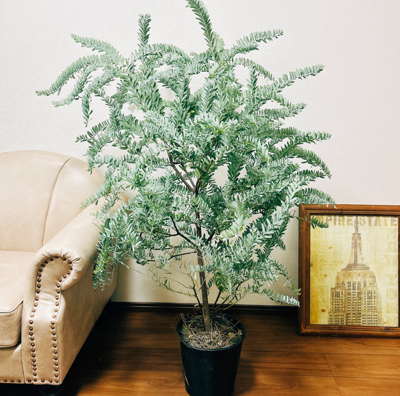 現品］3番 アカシア ブルーブッシュ コベニー 8号 観葉植物 大型 屋外