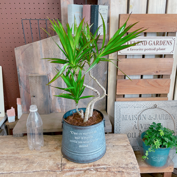 現品♡【くねっとドラセナナビー】カッコイイ観葉植物♡オシャレグレー