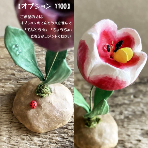 8618.bud 土から 〜 チューリップ 9枚目の画像