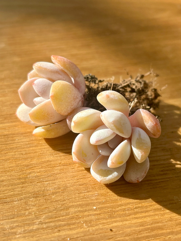 多肉植物 韓国苗 ほんのり色付いている苗達！30苗 （多肉植物園(多肉  