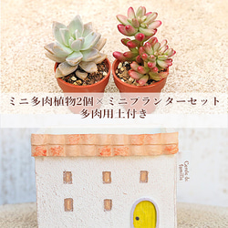 多肉植物2個×ミニプランターセット メゾンワイド 培養土付き 鉢 雑貨 寄せ植え かわいい ミニ おしゃれ ガーデン 1枚目の画像